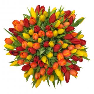 Kytice 101 tulipánů