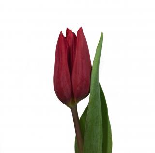 Kytice 50 tulipánů Barva tulipánů: Červená
