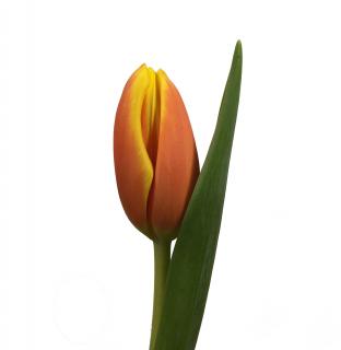 Kytice 50 tulipánů Barva tulipánů: Oranžová