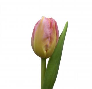 Kytice 50 tulipánů Barva tulipánů: Růžová