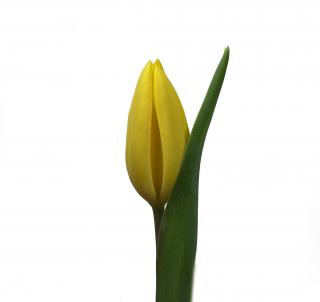 Kytice 50 tulipánů Barva tulipánů: Žlutá