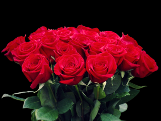 Růže Premium - různé barvy 70 cm Barva růží: Oranžová