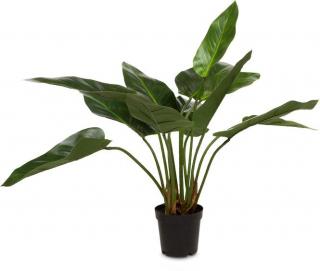 Anthurium- Toulitka 61cm