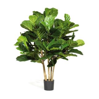 Ficus LYRATA EXTRA 90 cm