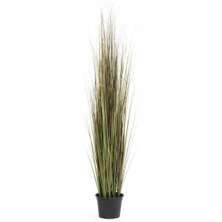 ONION GRASS - červená Výška: 153 cm