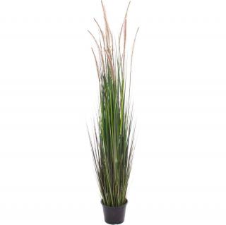ONION GRASS - krémová Výška: 122 cm