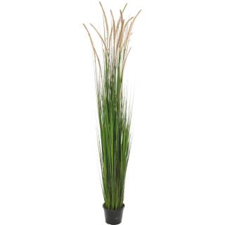 ONION GRASS - krémová Výška: 183 cm