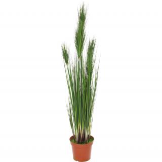 ONION GRASS - zelená Výška: 152 cm