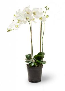 Phalaenopsis- orchidej 71cm