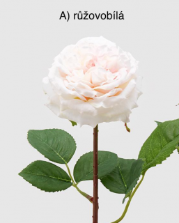 Růže Alma Olis H48 růžovobílá / broskvová barva / provedení: a)