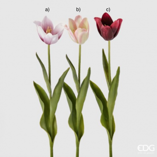 Tulipán mix EDG H47 barva / provedení: a)