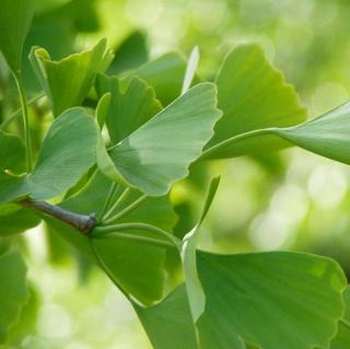 Gingko