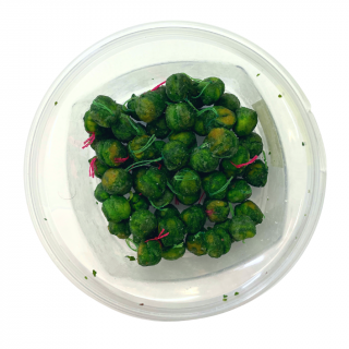 Rohlíkové boilies 8 mm 30 gr Příchuť: amur