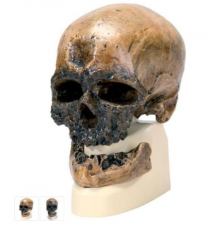 Anthropological Skull Model - Crô-Magnon (Anatomické modely)