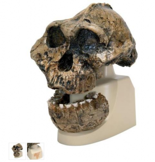 Anthropological Skull Model - KNM-ER 406, Omo L. 7a-125 (Anatomické modely)