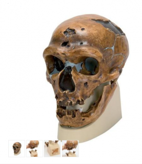 Anthropological Skull Model - La Chapelle-aux-Saints (Anatomické modely)