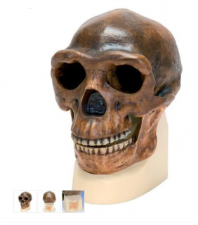 Anthropological Skull Model - Sinanthropus (Anatomické modely)