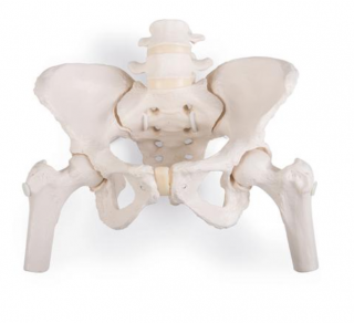 Flexibilní ženská pánev s hlavami stehenní kosti (Anatomické modely)