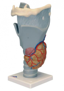 Funkční hrtanový model, 2,5-krát životní velikosti (Anatomické modely)