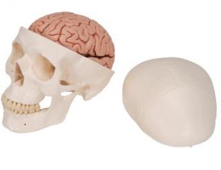 Klasický model lidské lebky s mozkem, 8 částí  (Anatomické modely)