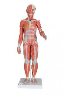 Kompletní postava se svaly a vnitřními orgány, dvojí pohlaví, 33 částí (Anatomické modely)