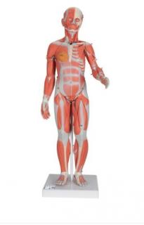 Kompletní ženská postava se svaly, 21 částí (Anatomické modely)