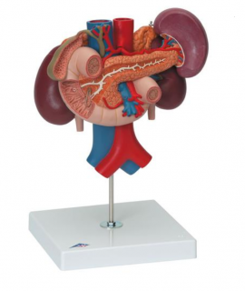 Ledviny se zadními orgány nadbřišku - 3 části (Anatomické modely)
