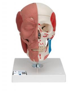 Lidská lebka s obličejovými svaly (Anatomické modely)