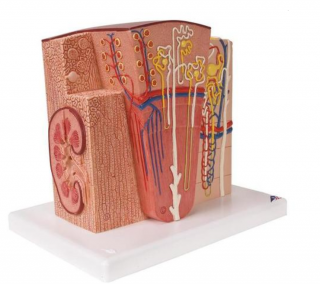 Microanatomie ledviny (Anatomické modely)