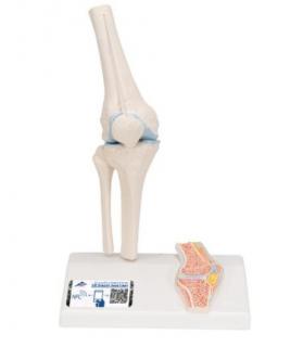Mini model lidského kolenního kloubu s průřezem (Anatomické modely)