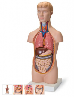 Mini torzo těla - 12 částí (Anatomické modely)