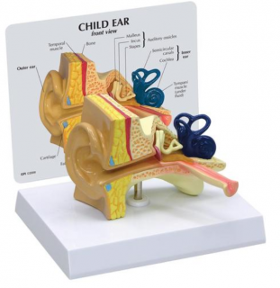 Model dětského ucha (Anatomické modely)
