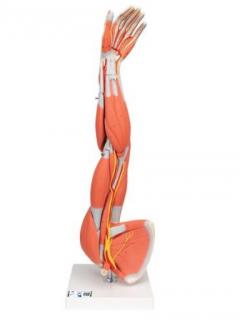 Model horní končetiny se svaly, 3/4 životní velikost, 6 částí (Anatomické modely)