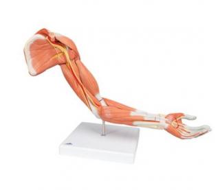 Model horní končetiny se svaly, 6 částí (Anatomické modely)