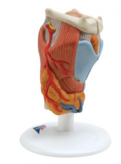 Model hrtanu, 2 částí (Anatomické modely)