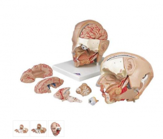 Model lidské hlavy - 6 částí (Anatomické modely)