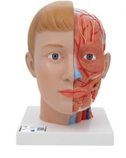 Model lidské hlavy a krku - 4 části (Anatomické modely)