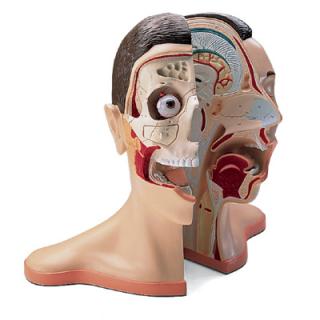 Model lidské hlavy a krku - 5 částí (Anatomické modely)