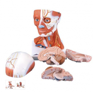 Model lidské hlavy a svaly krku - 5 částí (Anatomické modely)
