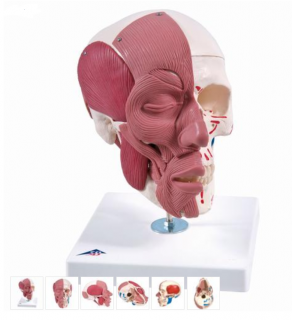 Model lidské hlavy s obličejovým a žvýkacím svalstvem (Anatomické modely)