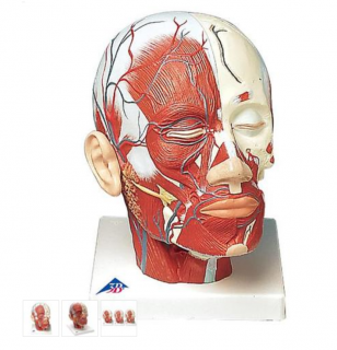 Model lidské hlavy se svaly a cévami (Anatomické modely)