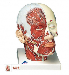 Model lidské hlavy se svaly a nervy (Anatomické modely)
