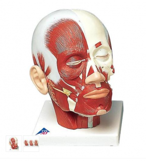 Model lidské hlavy se svaly (Anatomické modely)