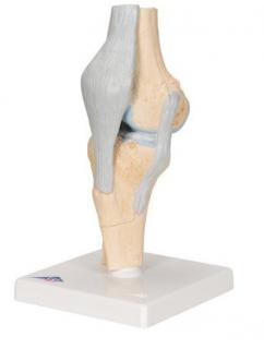 Model lidského kolenního kloubu, 3 části (Anatomické modely)