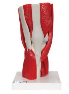 Model lidského kolenního kloubu s odnímatelnými svaly, 12 částí (Anatomické modely)