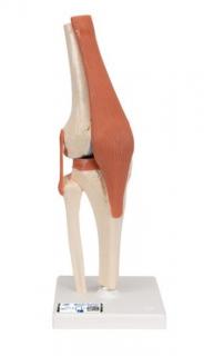 Model lidského kolenního kloubu s vazbami a označenou chrupavkou (Anatomické modely)
