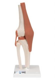 Model lidského kolenního kloubu s vazbami (Anatomické modely)