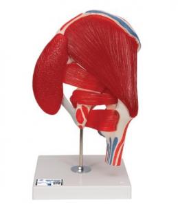 Model lidského kyčle s odnímatelnými svaly, 7 částí (Anatomické modely)