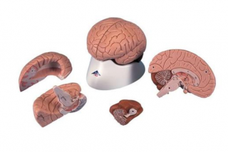 Model mozku, 4 části (Anatomické modely)