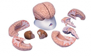 Model mozku, 8 částí (Anatomické modely)